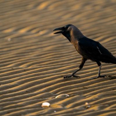 Passage du désert ...